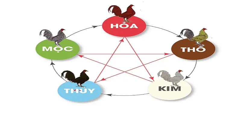 Xem Màu Mạng Gà Đá Hôm Nay Chuẩn Xác Từ Chuyên Gia 2 Xác định màu mạng của gà đá dựa trên màu sắc lông của chúng