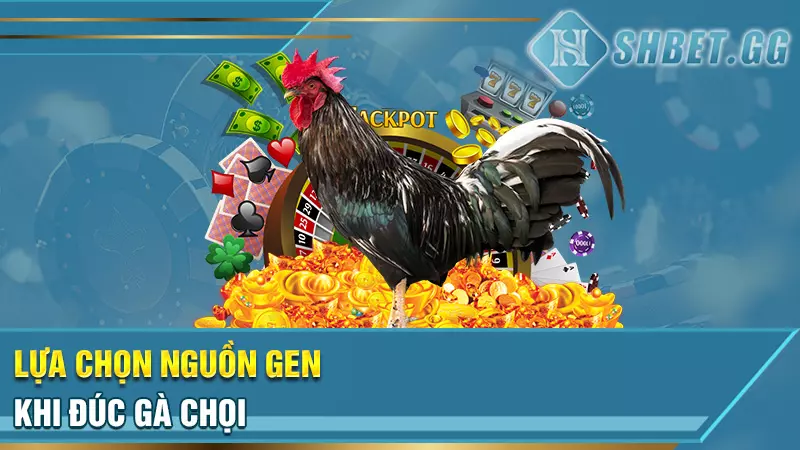 Sư kê lão làng chia sẻ kinh nghiệm đúc gà chọi thiện chiến 6 Lựa chọn nguồn gen khi đúc gà chọi